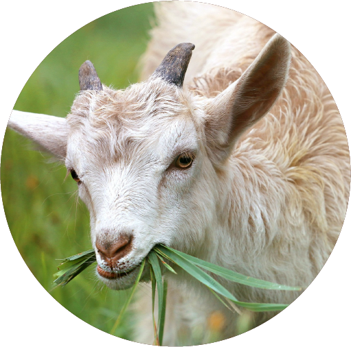 Chevre