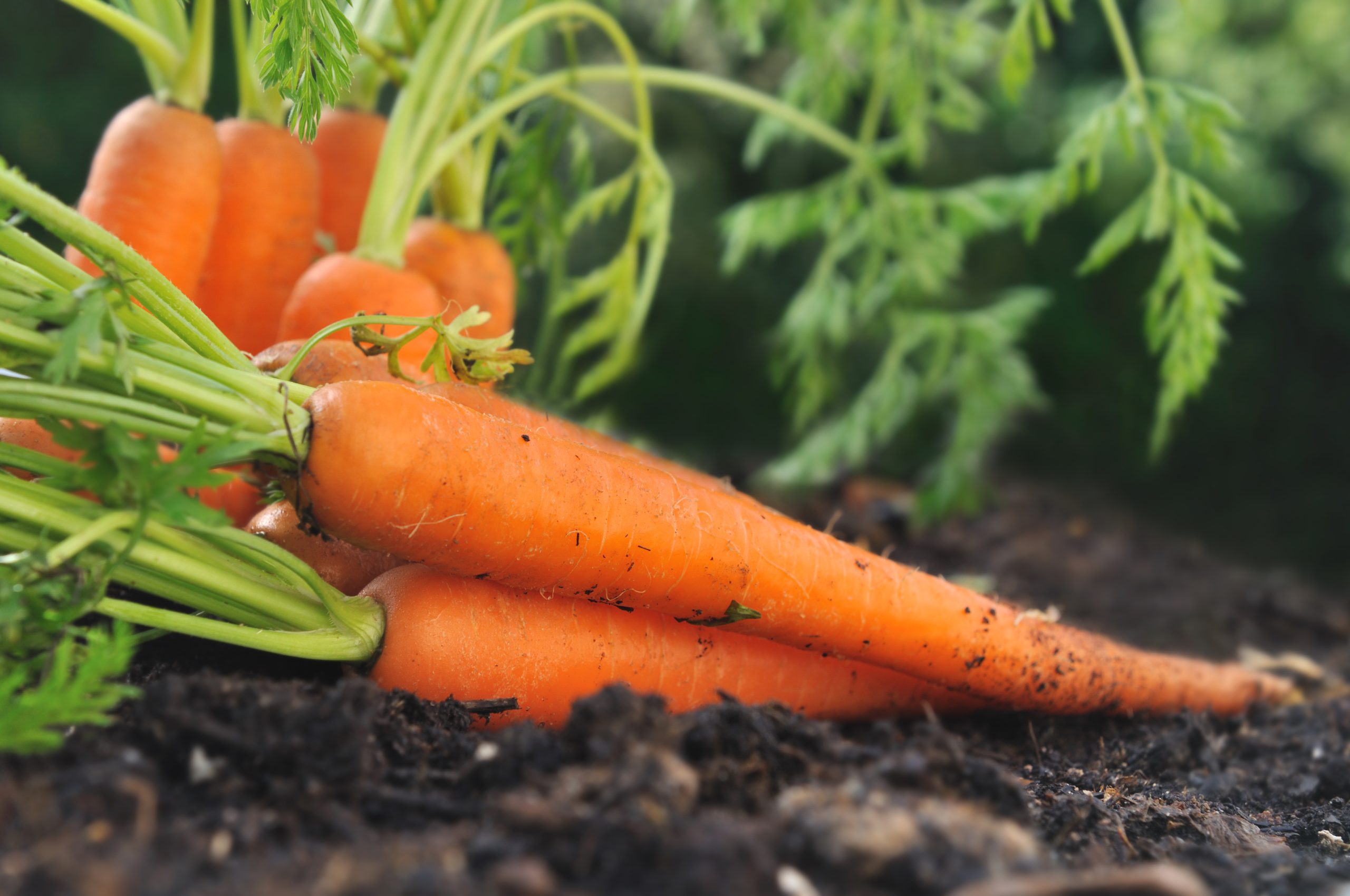 carottes fraîches posées sur la terre dans jardin