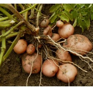 Légumes racines et tubercules