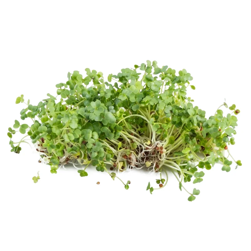 micropousse brocoli domaine oscar micropousse brocoli domaine oscar