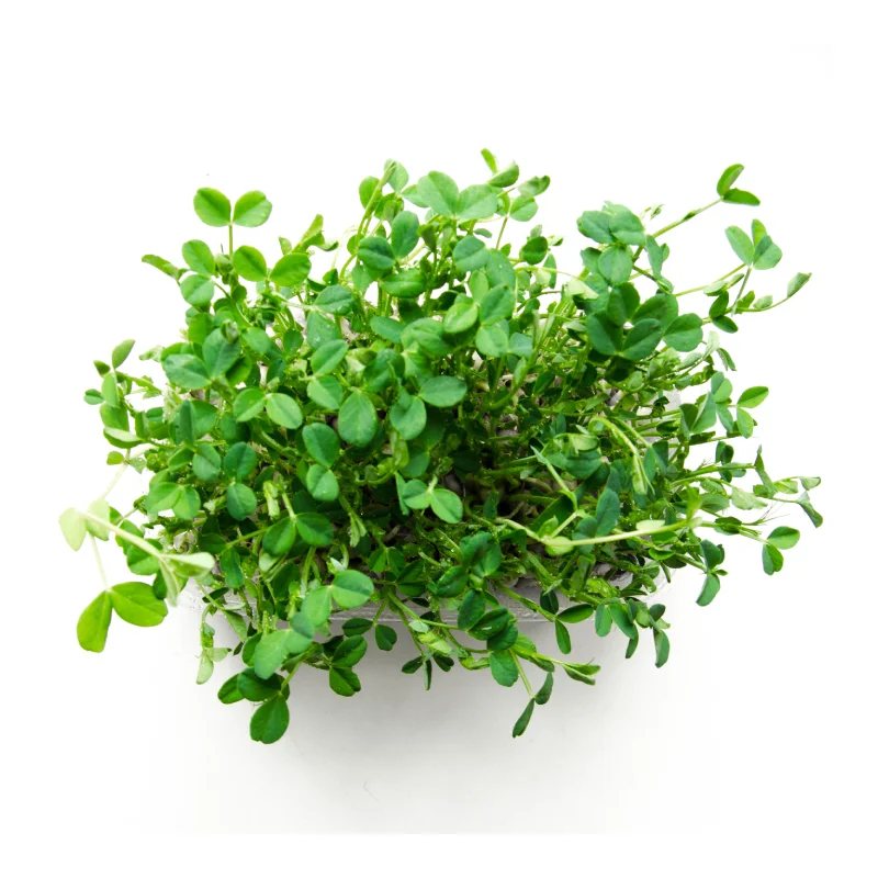 micropousse pois domaine oscar micropousse pois domaine oscar