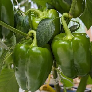poivrons verts en serre