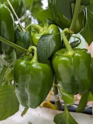 poivrons verts en serre