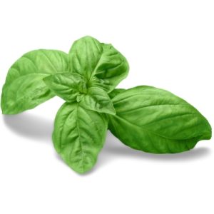 basilic vert