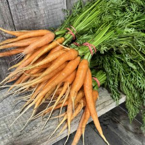 carottes fraîches (botte)