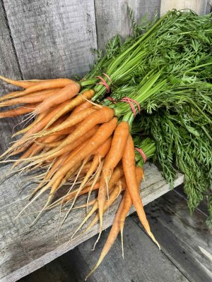 carottes fraîches (botte)
