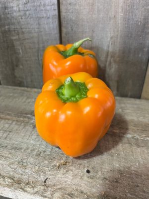 poivron orange en serre