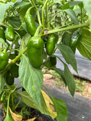 Piment fort Jalapeno